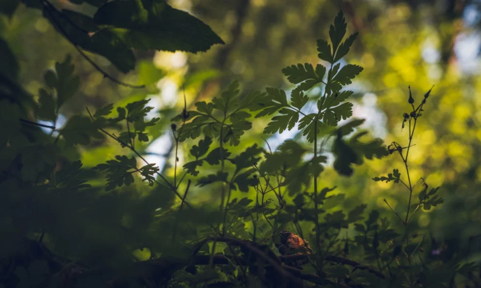 El debate ambiental se redefine en un escenario de tensiones globales